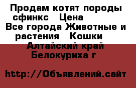 Продам котят породы сфинкс › Цена ­ 4 000 - Все города Животные и растения » Кошки   . Алтайский край,Белокуриха г.